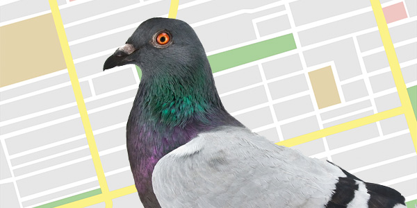 maps-pigeon-600