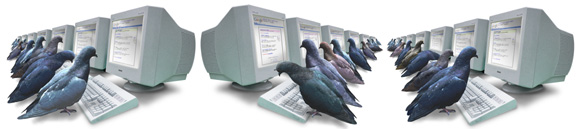 pigeon_system